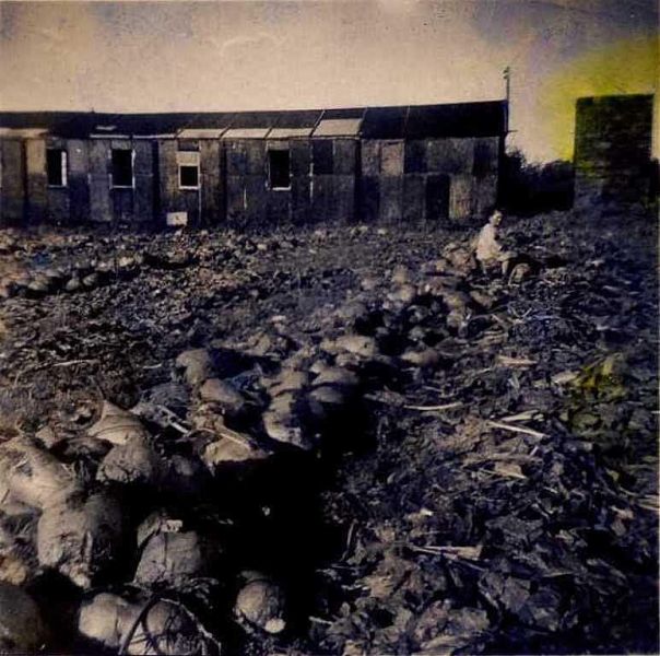 cutting mangles polvarth